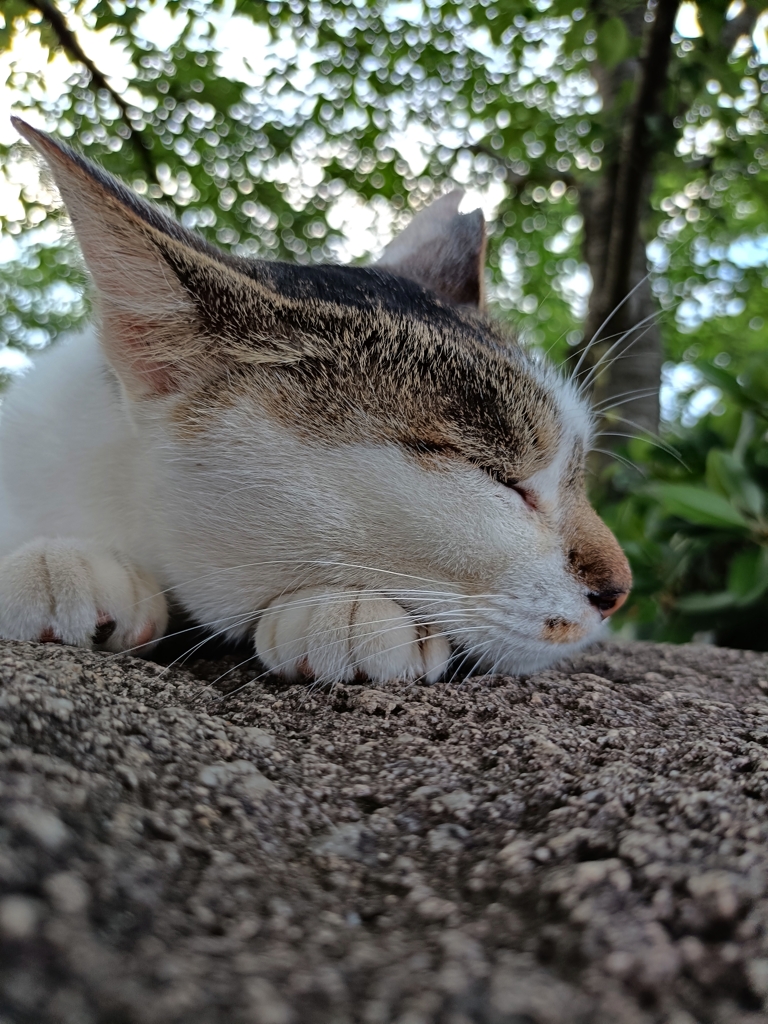 むにゃむにゃ。マグロ大盛りにゃ〜
