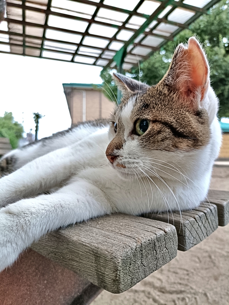 ベンチはベッド