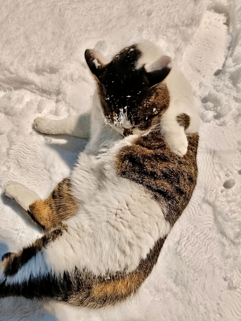 ヤッホー。雪だニャ！！