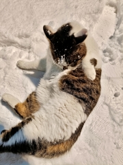 ヤッホー。雪だニャ！！