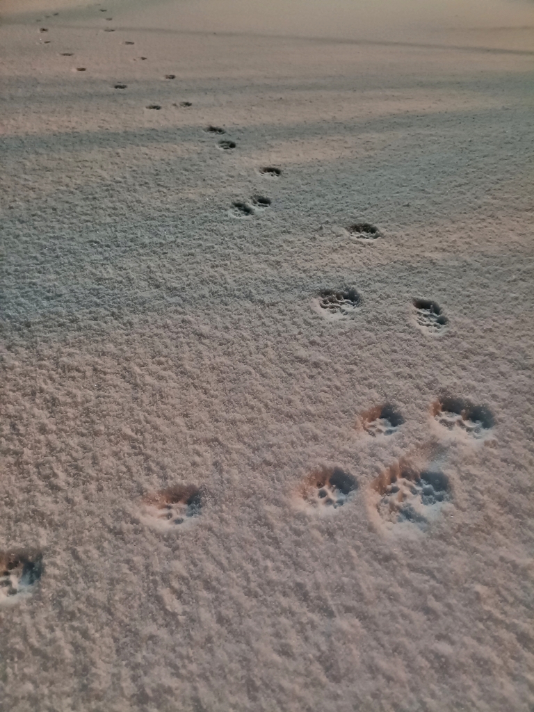 てとてとてとてと。