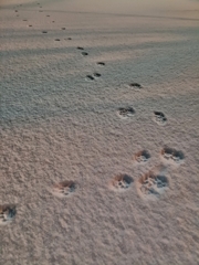 てとてとてとてと。