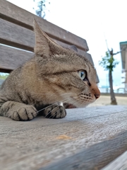 ひょっこり