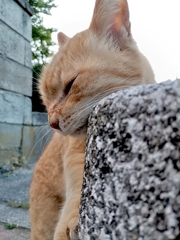 ここ、ワタシの領土。