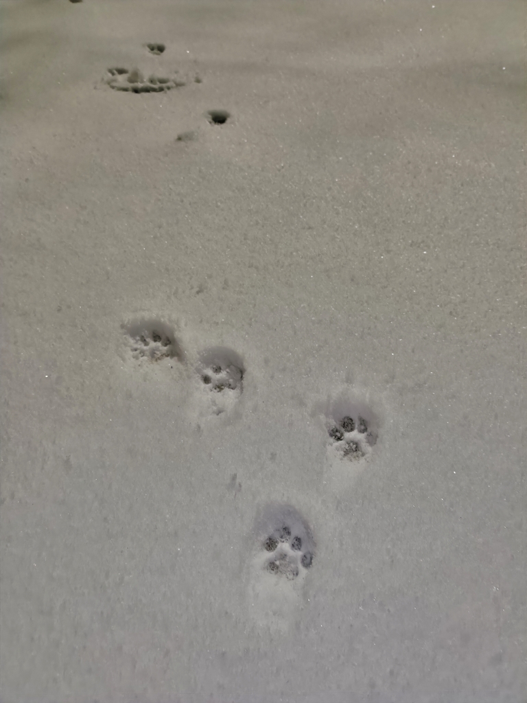 今日も元気な地域猫