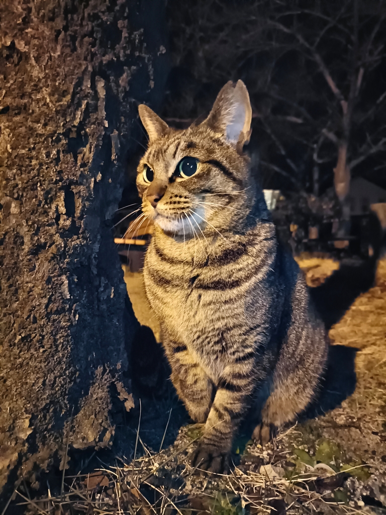 真夜中の猫