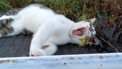 ふぁ〜。おはよ～