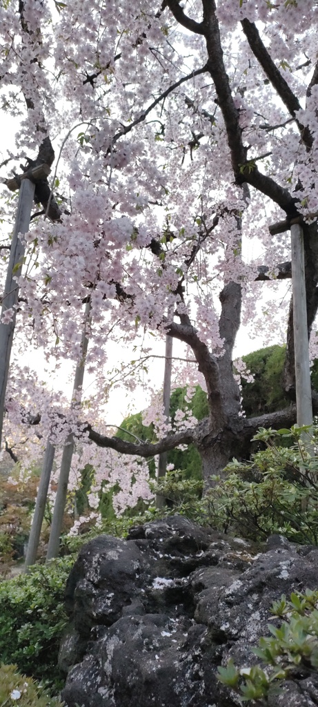 岩と桜と