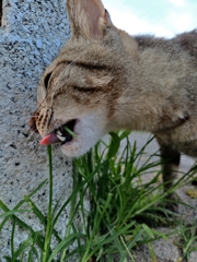 バランスの良い食事