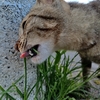 バランスの良い食事