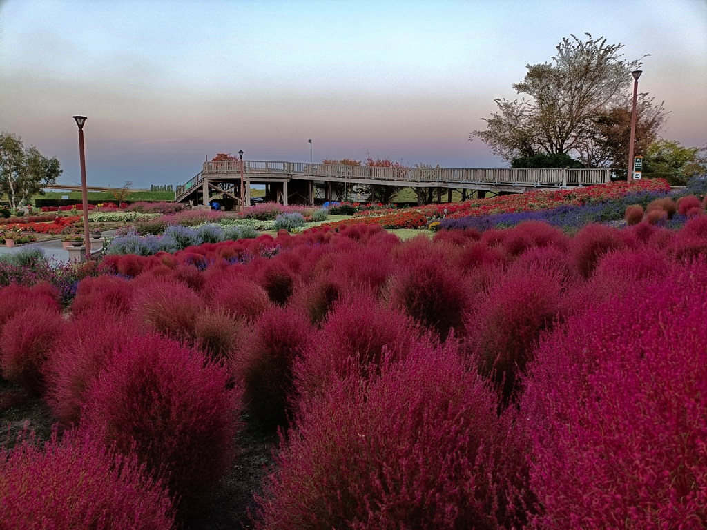 秋に染まるコキア