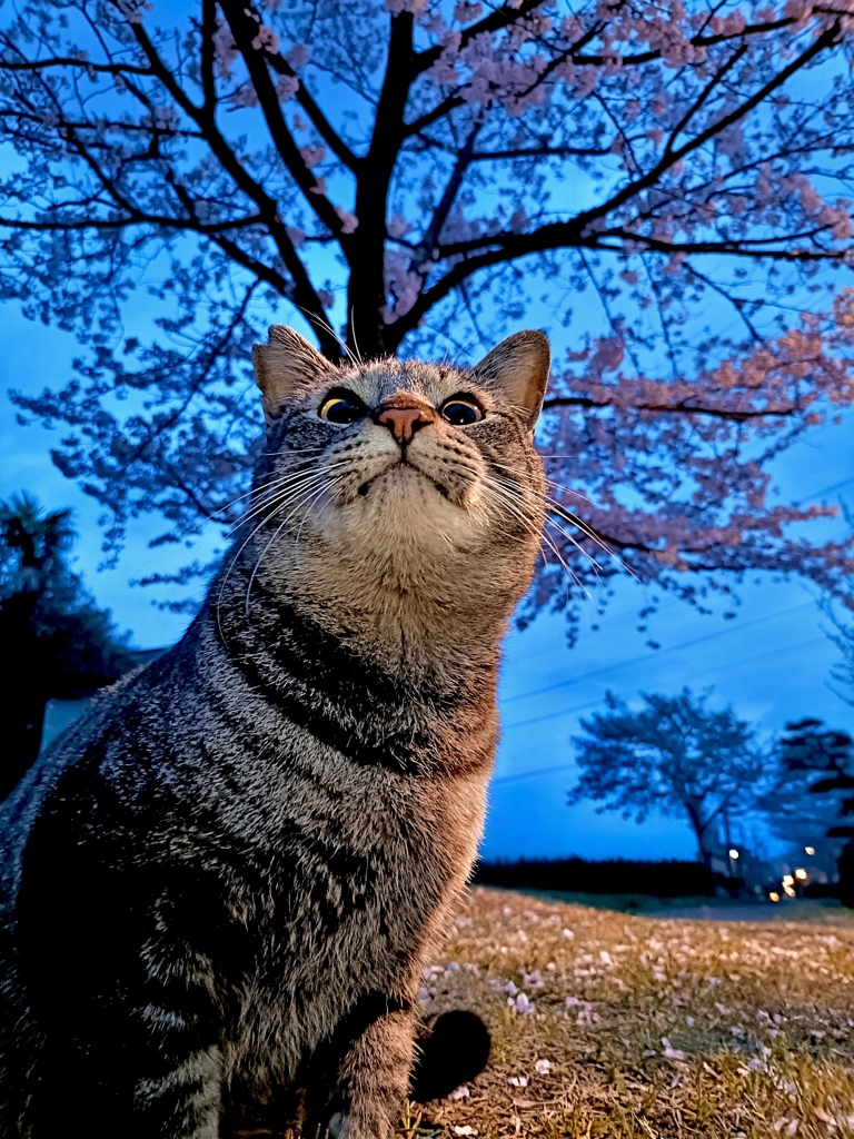猫と夜明けと桜と