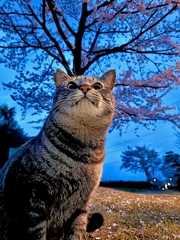 猫と夜明けと桜と