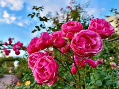 道を彩る秋の薔薇