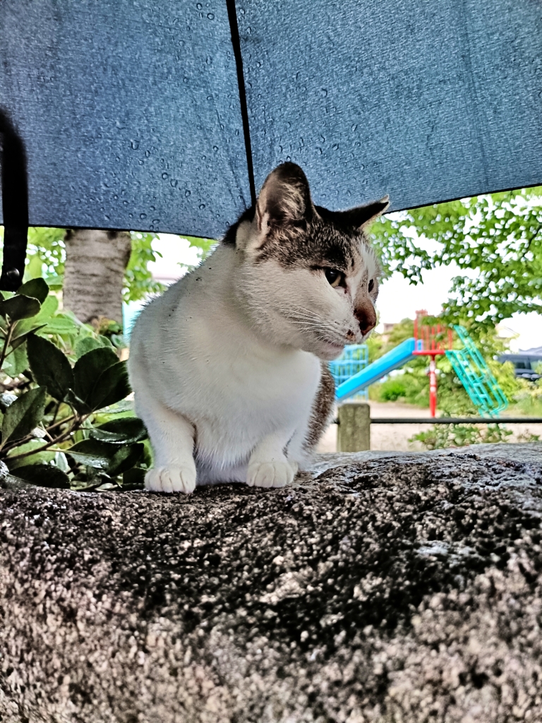 雨々ふれふれ母さんが〜