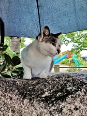 雨々ふれふれ母さんが〜