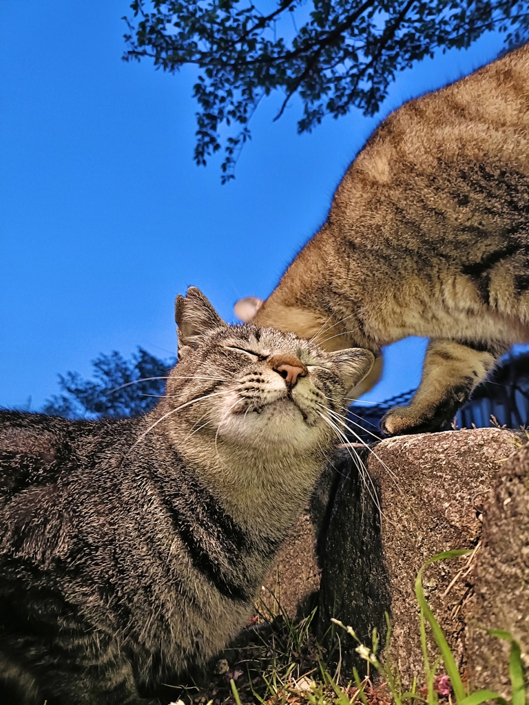 にゃ〜〜〜ん