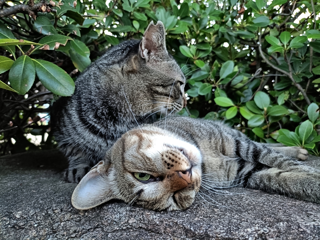 トランキーロ！！