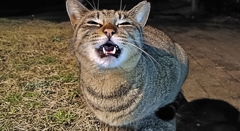 人類猫派計画・Q