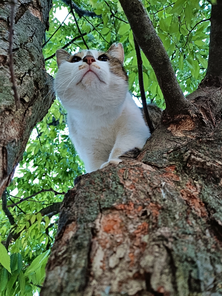 木登り名猫