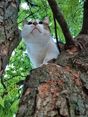 木登り名猫