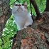 木登り名猫