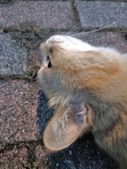 さぁ、撫でて