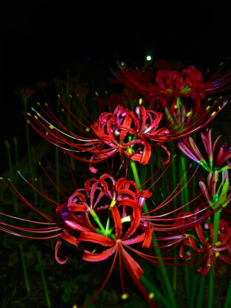 夜に紅