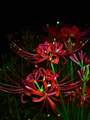 夜に紅
