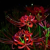 夜に紅