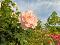 薔薇と夕日