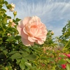 薔薇と夕日