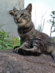 世界陸上を見て疼く猫