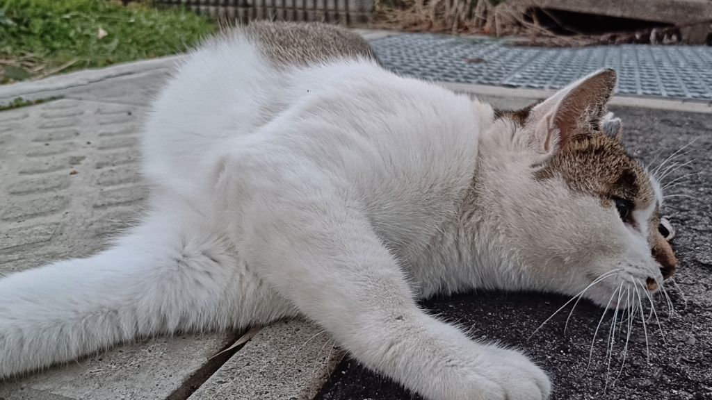 ほぼ軟体動物