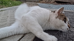 ほぼ軟体動物