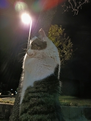 カリカリカリ。にゃ？