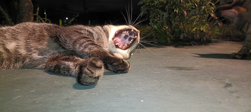 のり弁当の海苔が剥がれないにゃん！