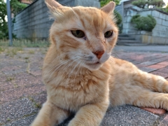 えっ。連休最終日？ウソだにゃ〜