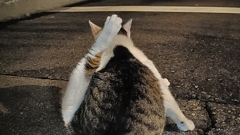 hey！！猫バス。STOP。