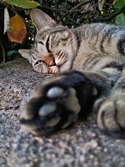 惰性で紅白歌合戦を見る猫