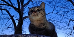 狭間の猫