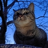 狭間の猫