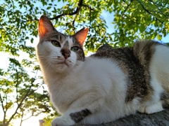 猫と陽光