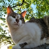 猫と陽光