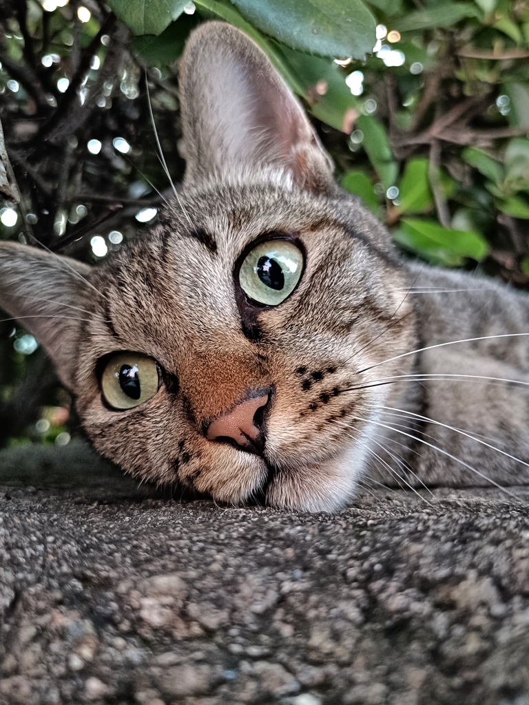 人間はよく走るニャ〜