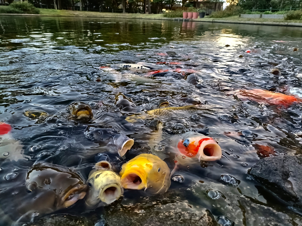 泳ぐ宝石・・・・？