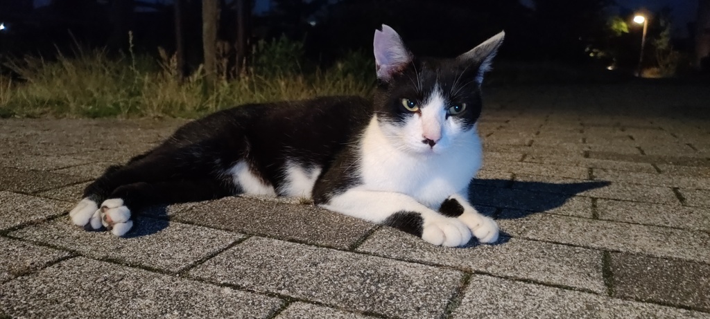 キリッ