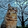 お久しぶり