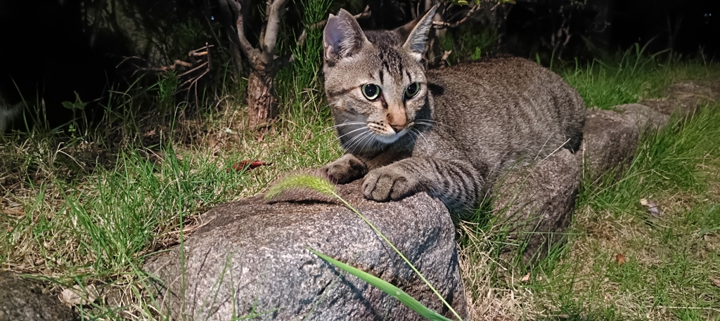 猫と猫じゃらし