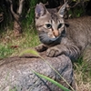 猫と猫じゃらし